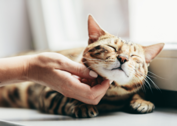 Feline Therapy: Cats’ Potential Role in Mental Health Support
