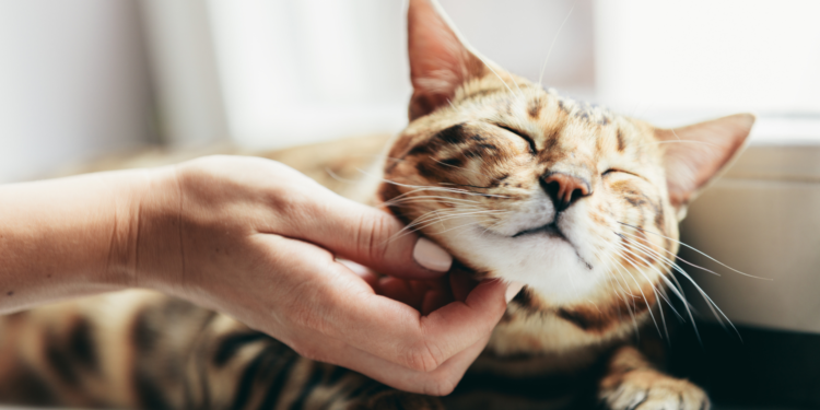 Feline Therapy: Cats’ Potential Role in Mental Health Support